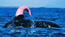 Verified photograph of a Blue Whale Dih surfacing